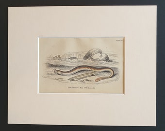 The Glutinous Hag, The Lancelet - Original c1860 hand coloured fish print in mount