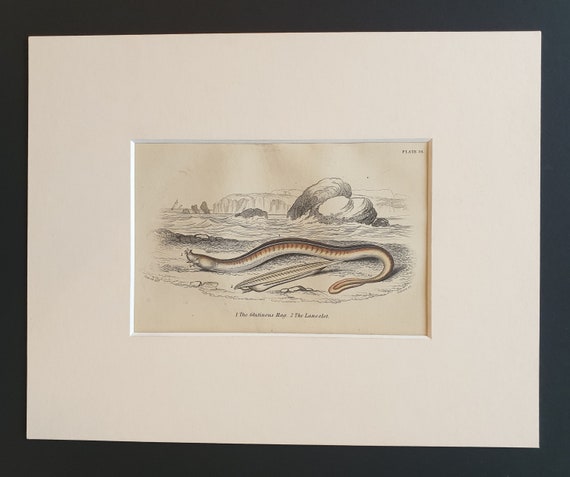 The Glutinous Hag, The Lancelet - Original c1860 hand coloured fish print in mount