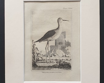 The Long Legged Plover-  Original 1812 Buffon print in mount (200)