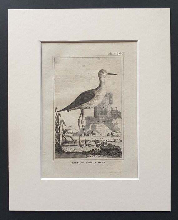 The Long Legged Plover-  Original 1812 Buffon print in mount (200)