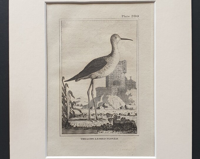 The Long Legged Plover-  Original 1812 Buffon print in mount (200)