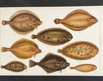 Original 1915 fish print - Plate 21