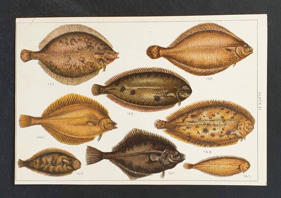 Original 1915 fish print - Plate 21