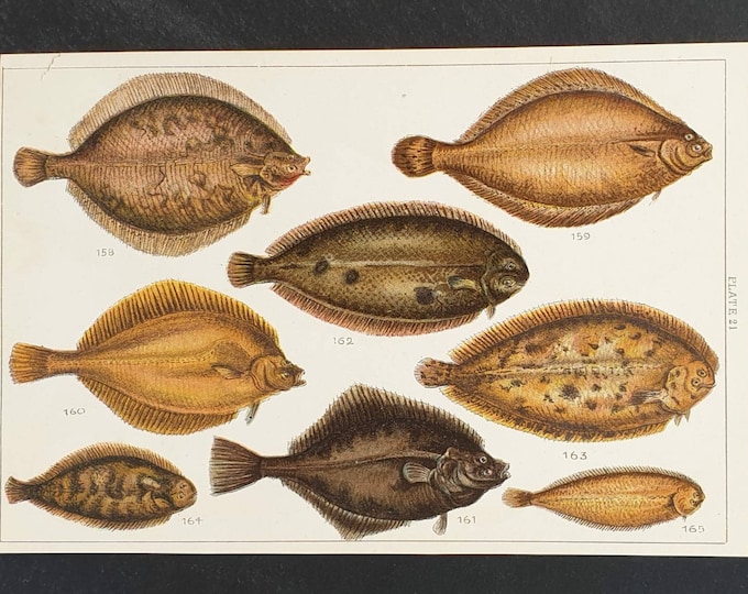 Original 1915 fish print - Plate 21