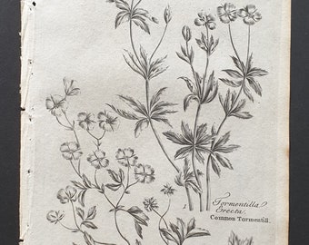 Common and Creeping Tormentill - Original 1802 Culpeper engraving (169)