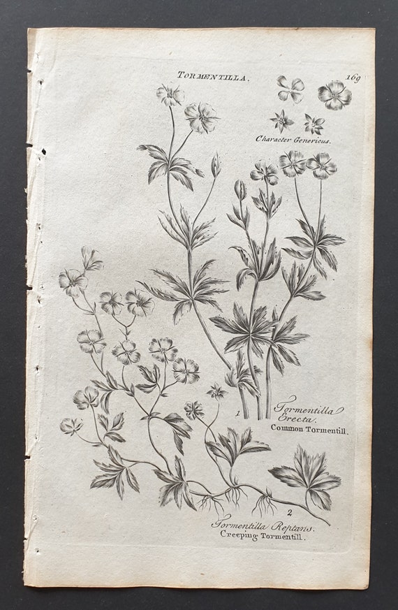 Common and Creeping Tormentill - Original 1802 Culpeper engraving (169)