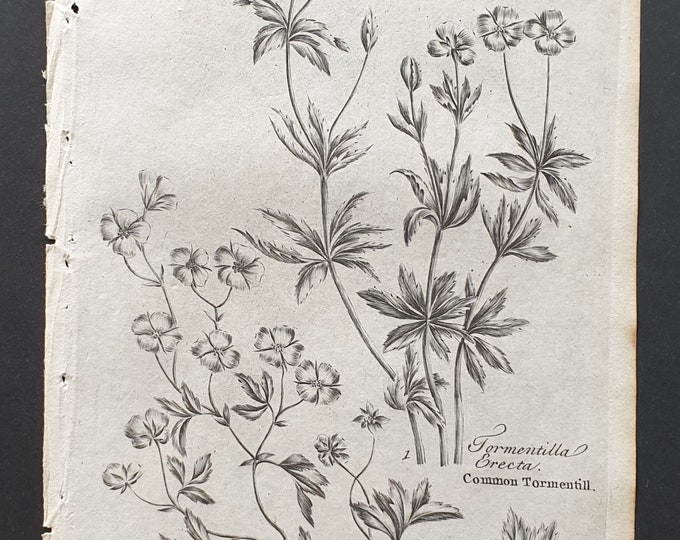 Common and Creeping Tormentill - Original 1802 Culpeper engraving (169)