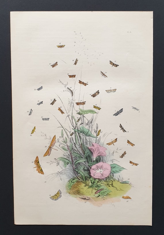 The Confluent Barred Moth and others - Original hand coloured 1860 print