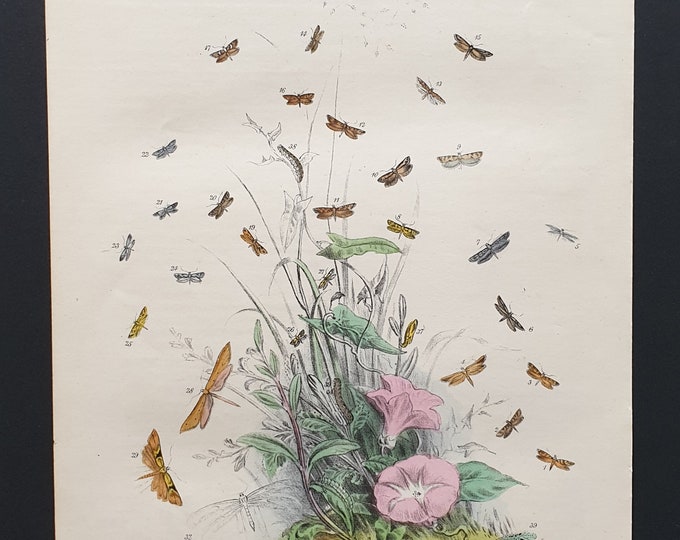 The Confluent Barred Moth and others - Original hand coloured 1860 print