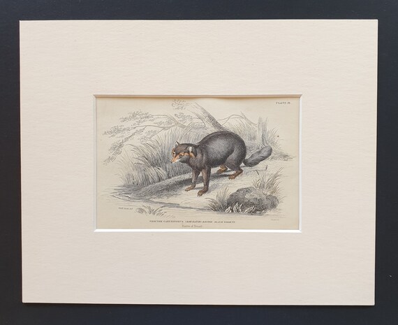 Crab Eating Racoon  - Original 1842 hand coloured print in mount