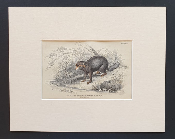 Crab Eating Racoon  - Original 1842 hand coloured print in mount