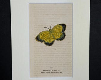 The Nicippe Butterfly - Original 1832 Hand Coloured Antique Print