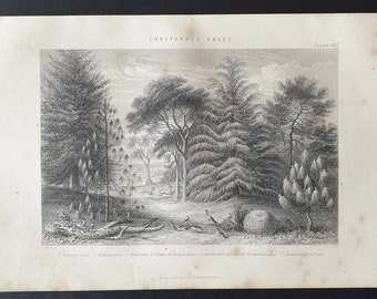 Coniferous Trees - Original 1877 The Vegetable Kingdom engraving
