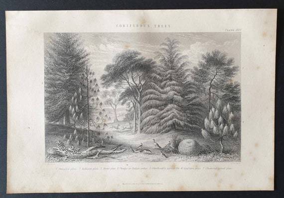 Original 1877 The Vegetable  Kingdom engraving - Coniferous Trees
