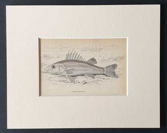 The Spined Niphon - Original 1843 hand coloured fish print in mount