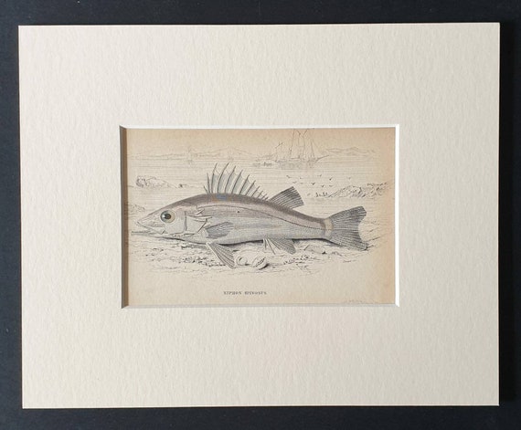 Original 1843 hand coloured fish print in mount - The Spined Niphon