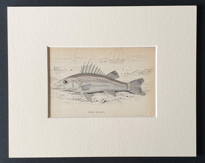 Original 1843 hand coloured fish print in mount - The Spined Niphon