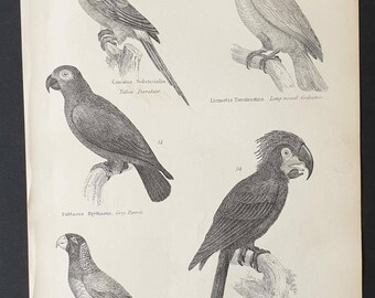 Parrakeets / Parrot and Cockatoo - Original c1860's Museum of Natural History print