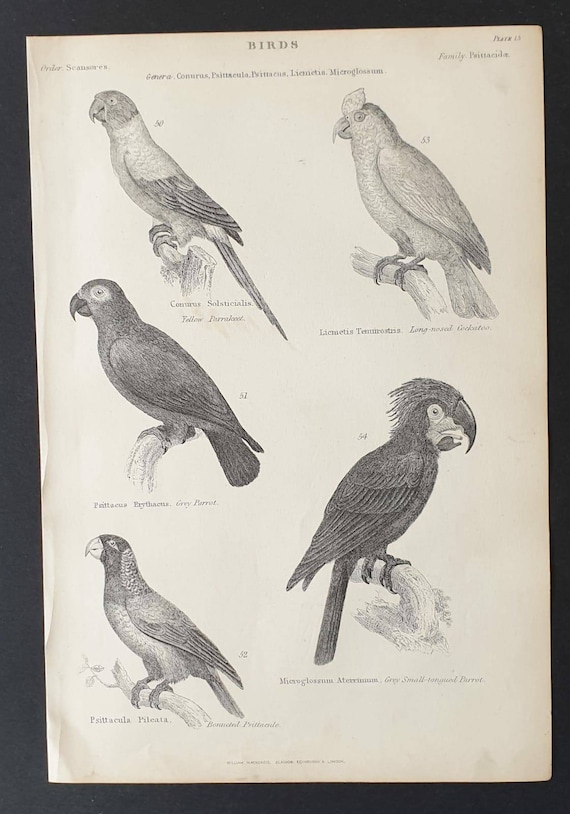 Original c1860's Museum of Natural History print - Parrakeets/ Parrot and Cockatoo