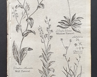 Wall, Woolly and Whitlow Faverel, and Rushy Glonde - Original 1802 Culpeper engraving (61)