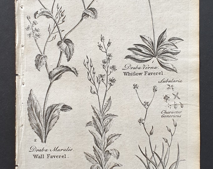 Wall, Woolly and Whitlow Faverel, and Rushy Glonde - Original 1802 Culpeper engraving (61)