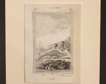 Nems - Original 1791 Buffon print in mount
