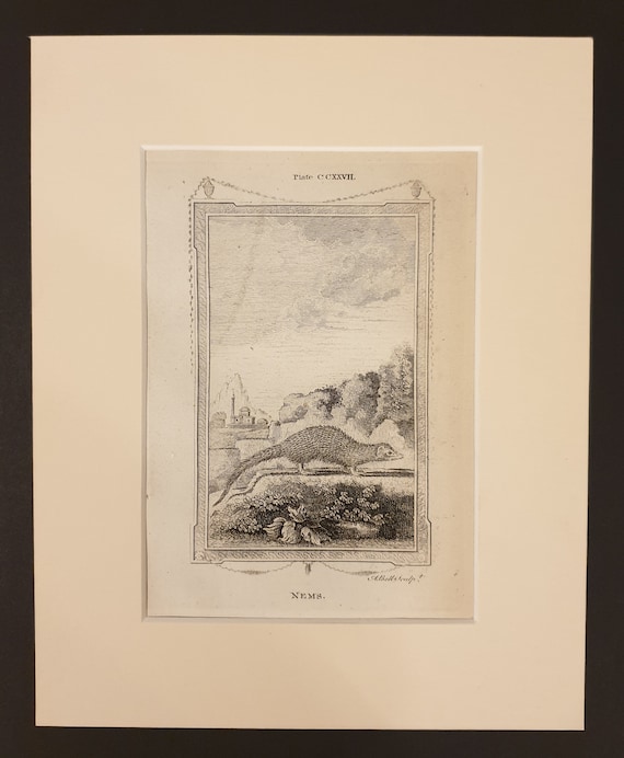 Nems - Original 1791 Buffon print in mount