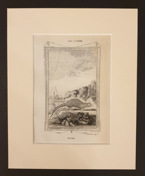 Nems - Original 1791 Buffon print in mount