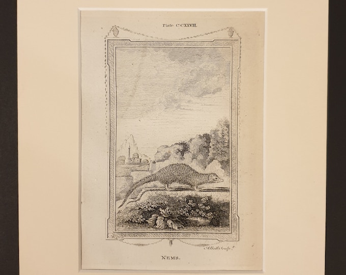 Nems - Original 1791 Buffon print in mount