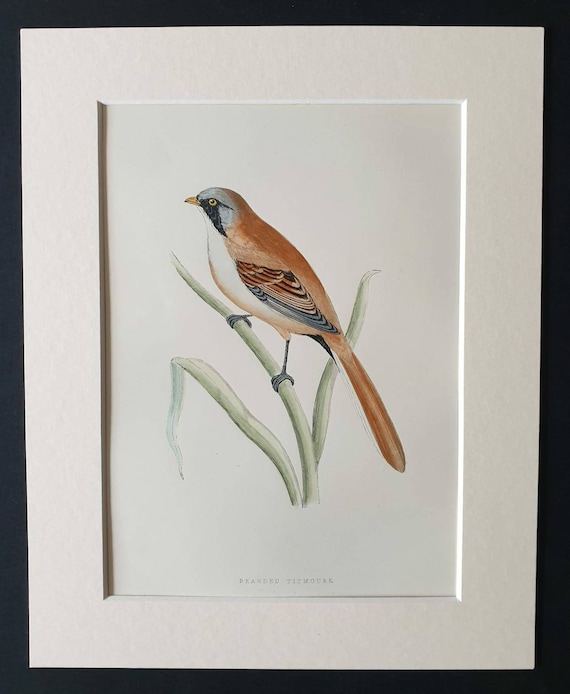 Original 1891 hand coloured bird print in mount - Bearded Titmouse