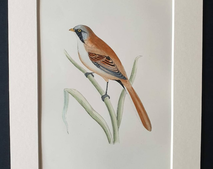 Original 1891 hand coloured bird print in mount - Bearded Titmouse