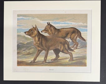 Wolves - Original 1898 Antique Print