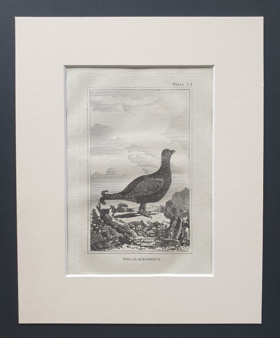 The Black Grous - Original 1812 Buffon print in mount (35)