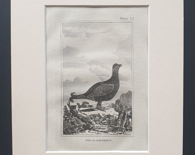 The Black Grous - Original 1812 Buffon print in mount (35)