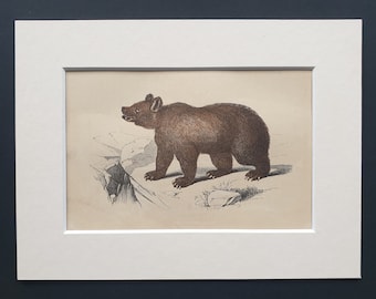 The Brown Bear - Original 1851 John Tallis woodblock print