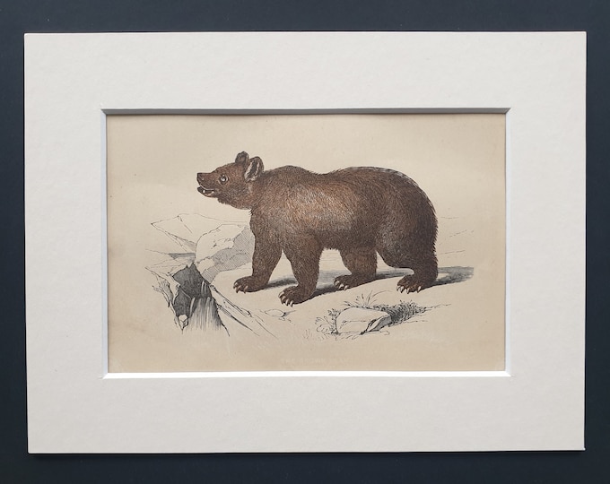 The Brown Bear - Original 1851 John Tallis woodblock print