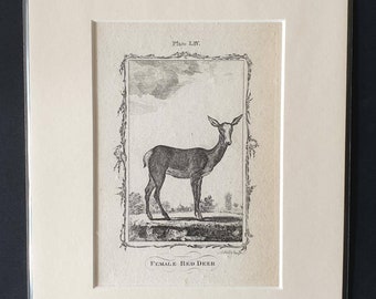 Original 1791 Buffon print in mount - Female Red Deer