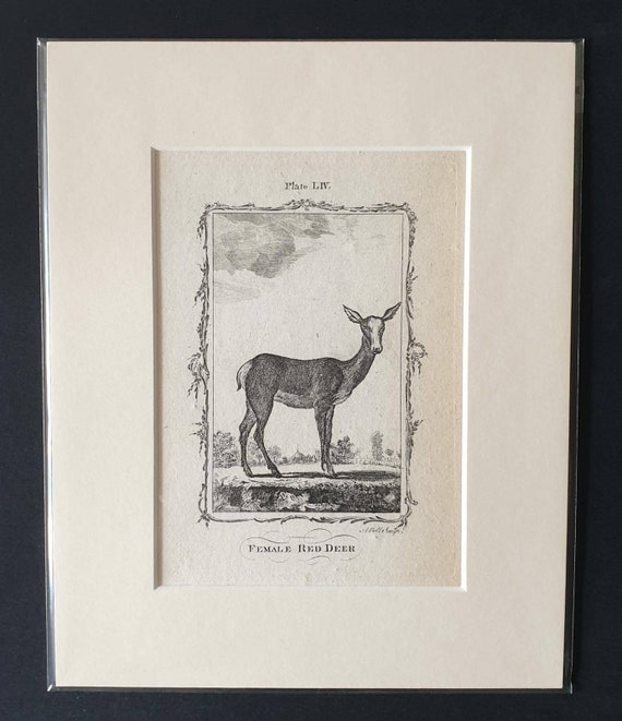 Original 1791 Buffon print in mount - Female Red Deer