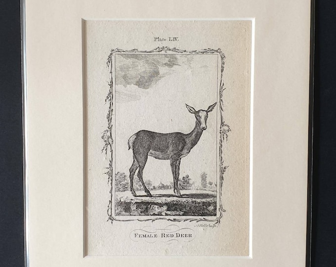 Original 1791 Buffon print in mount - Female Red Deer