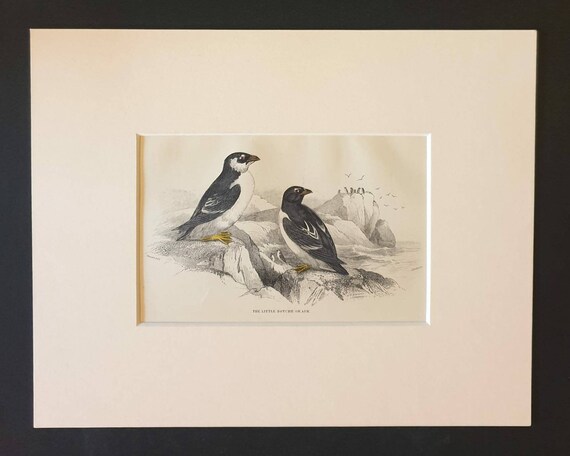 Original c1840 hand coloured bird print in mount - The Little Notche or Auk