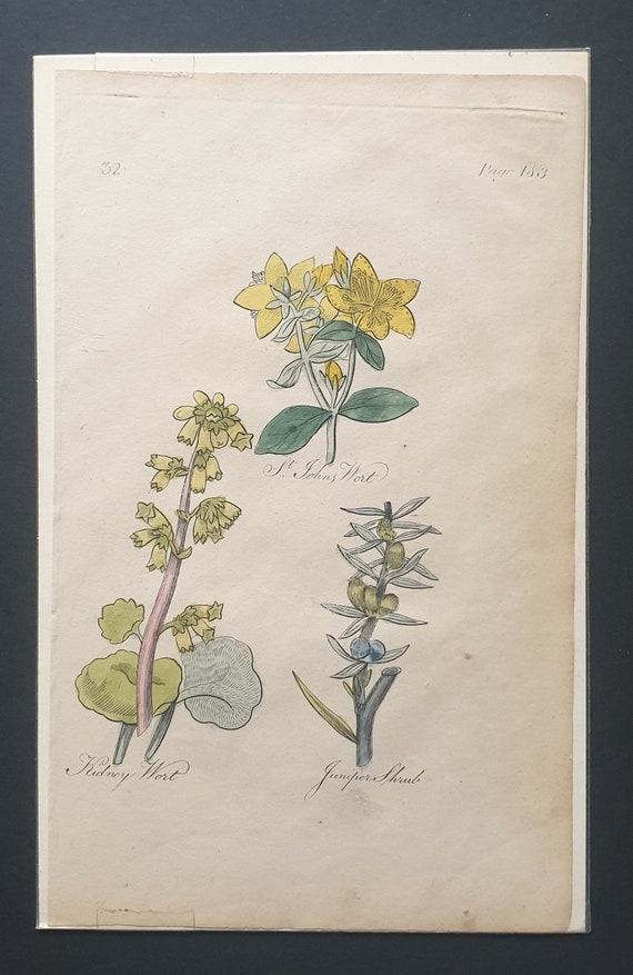 St Johns Wort, Kidney Wort and Juniper Shrub - Original c1810 Culpeper print