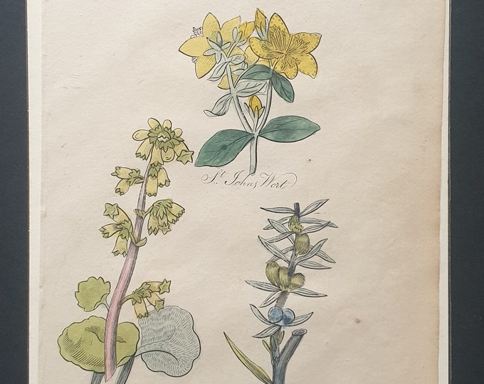 St Johns Wort, Kidney Wort and Juniper Shrub - Original c1810 Culpeper print
