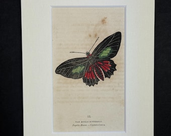 The Aeneas Butterfly - Original 1832 Hand Coloured Antique Print