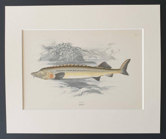 Huso - Original 1877 'History of the Fishes of the British Islands' print
