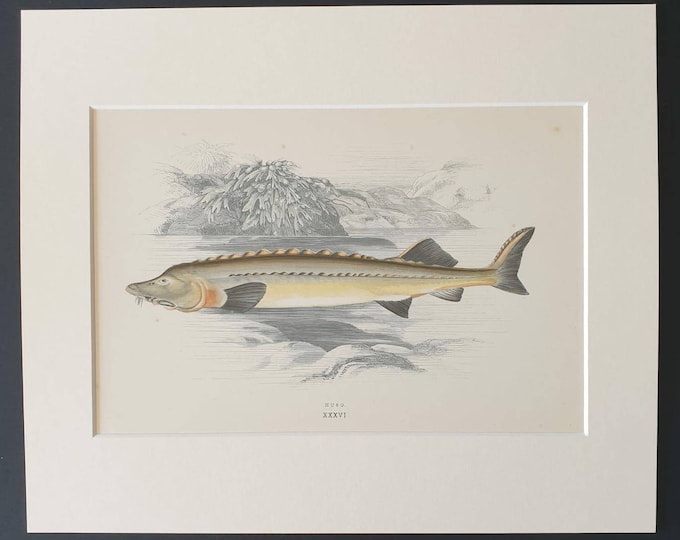 Huso - Original 1877 'History of the Fishes of the British Islands' print