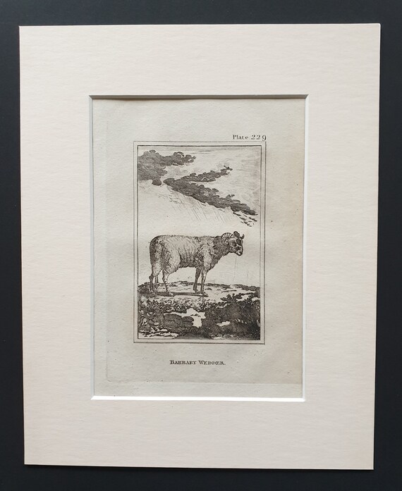 Barbary Wedder - Original 1812 Buffon print in mount
