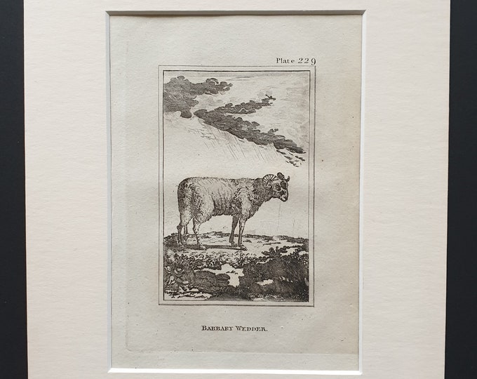 Barbary Wedder - Original 1812 Buffon print in mount