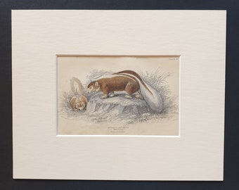 Chili Skunk  - Original 1842 hand coloured print in mount