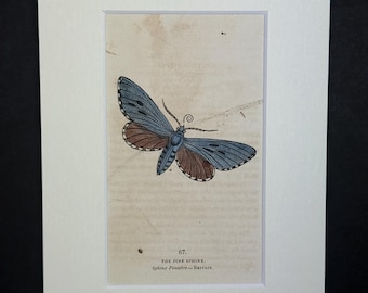 The Pine Sphinx - Original 1832 Hand Coloured Antique Print