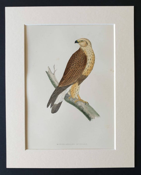 Original 1891 hand coloured bird print in mount - Rough Legged Buzzard